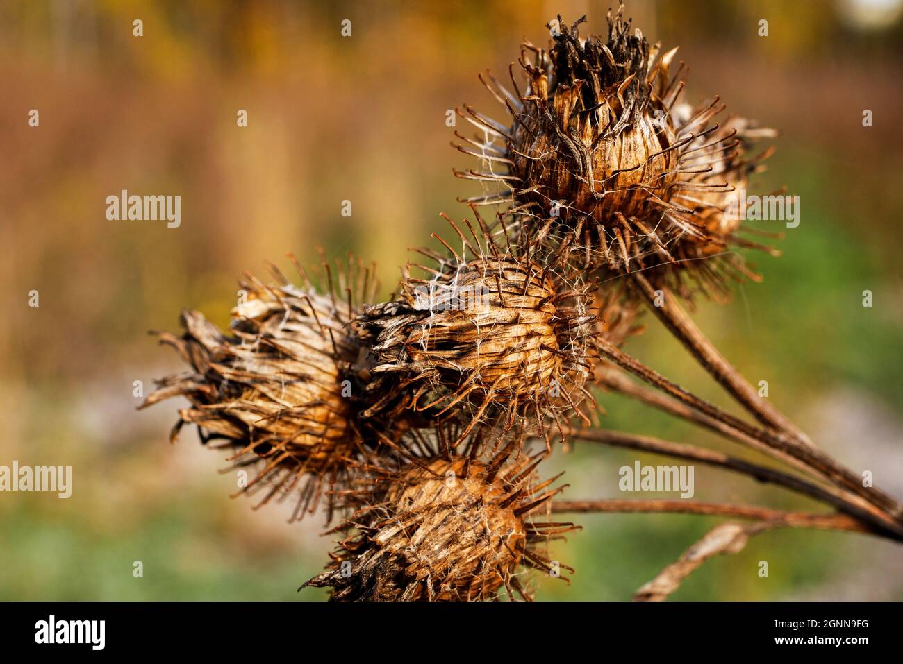 Sticky burr hi-res stock photography and images - Alamy