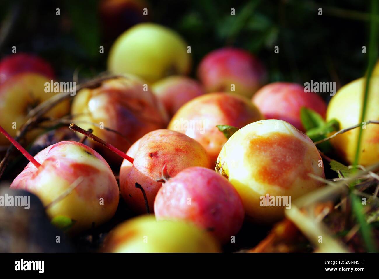 Wild apples on ground. Ripe apples windfall closeup. Stock Photo