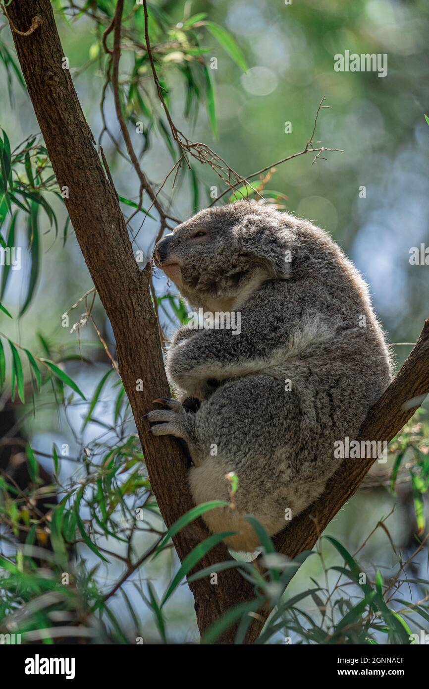Gumtree australia hires stock photography and images Alamy
