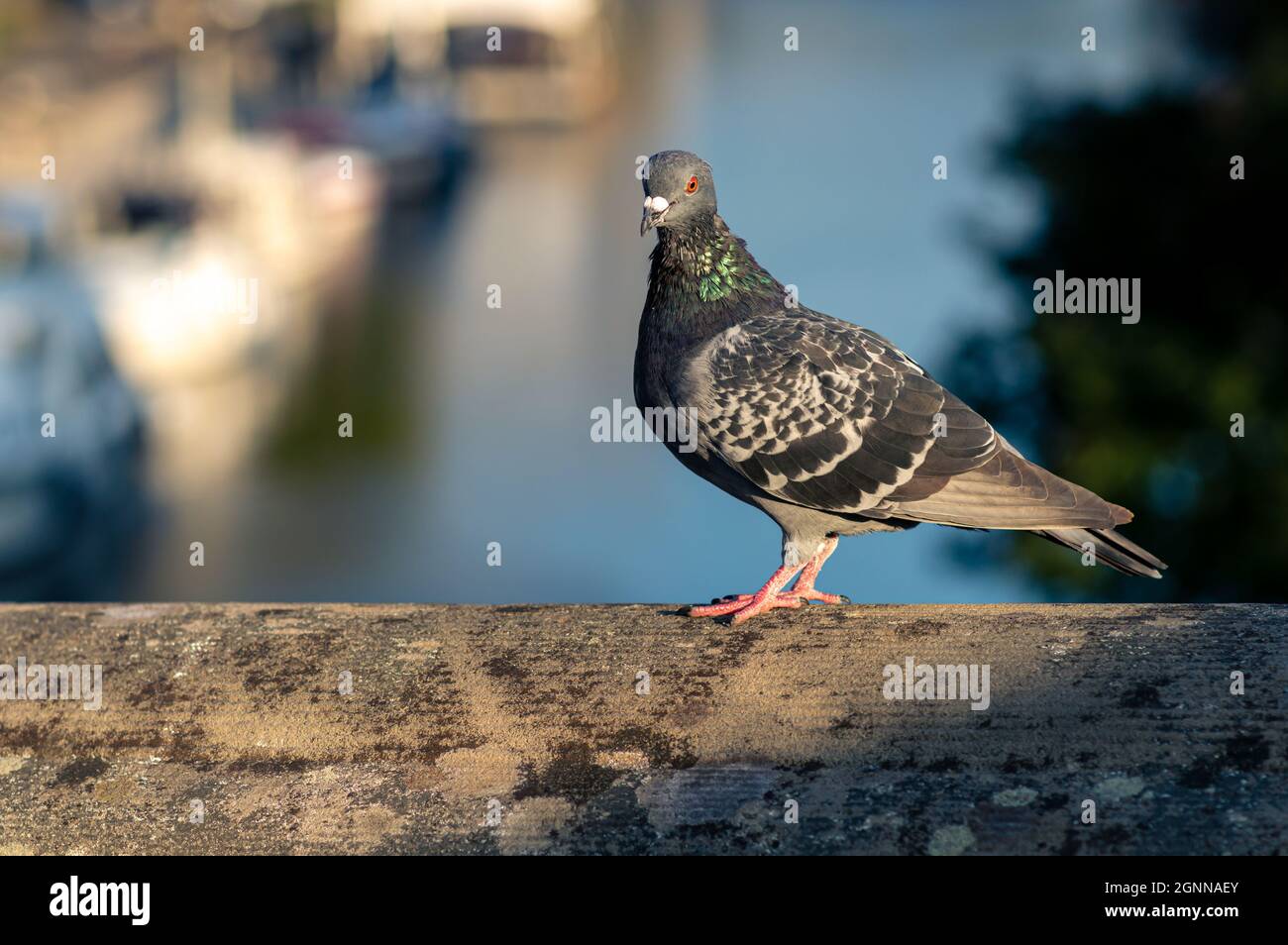 A feral city pigeon (Columba livia domestica) stands on a concrete ledge in the sunlight, glancing at the viewer from the side. A blurred bokeh backgr Stock Photo