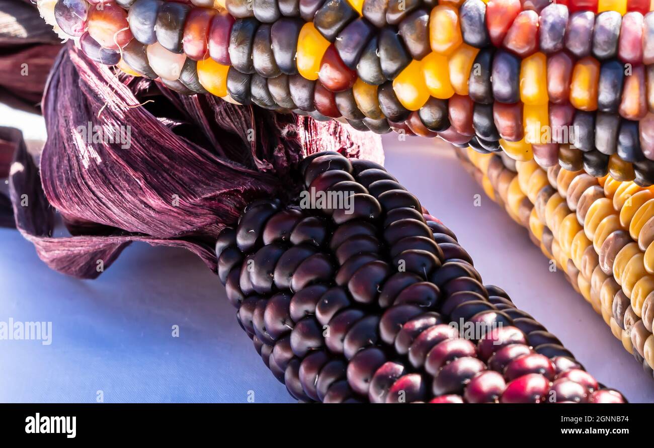 Three ears of multi colored indian corn together on a white background Stock Photo