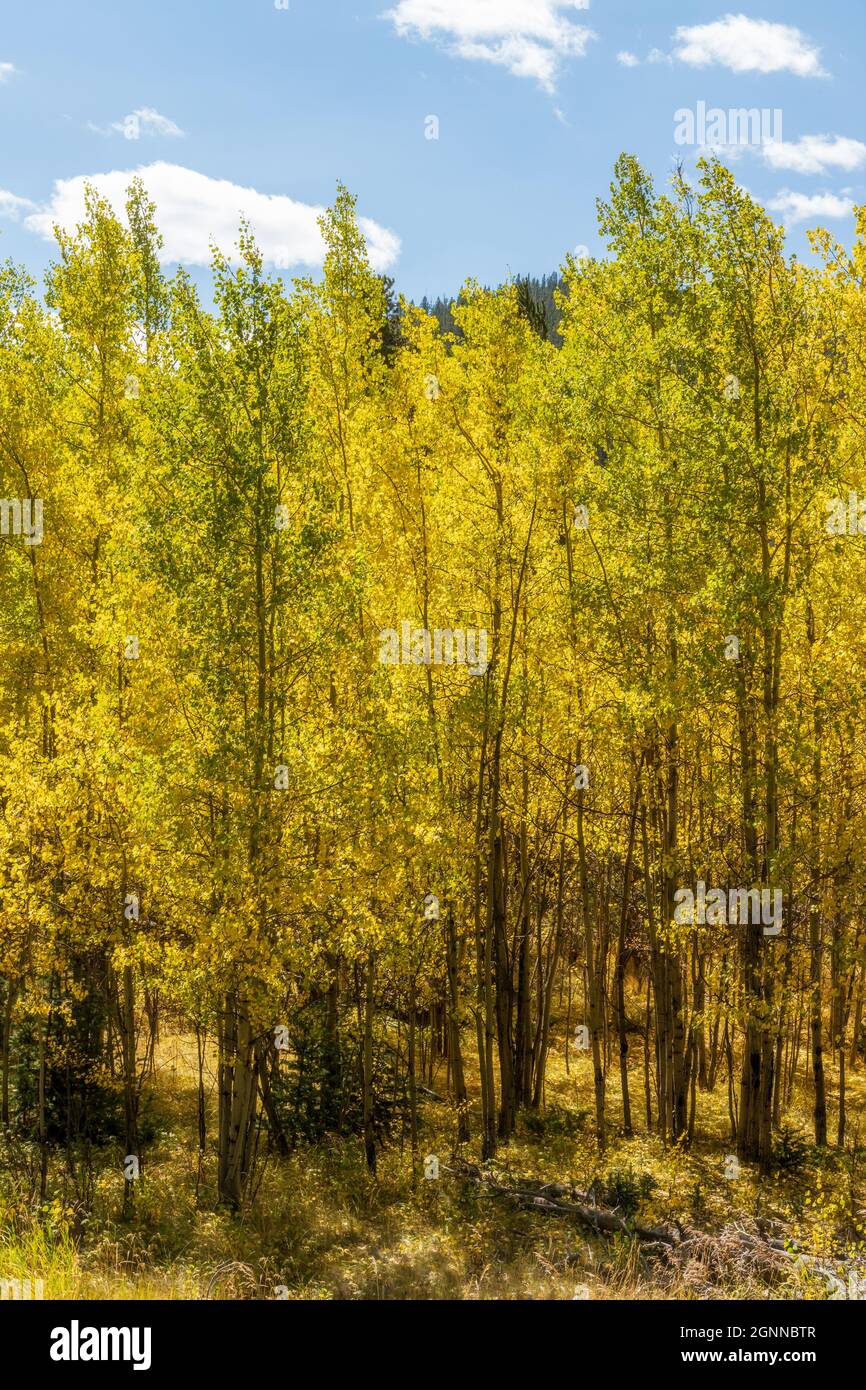 Yellow and green aspen trees on the mountainside along Guanella pass road of Colorado Stock Photo