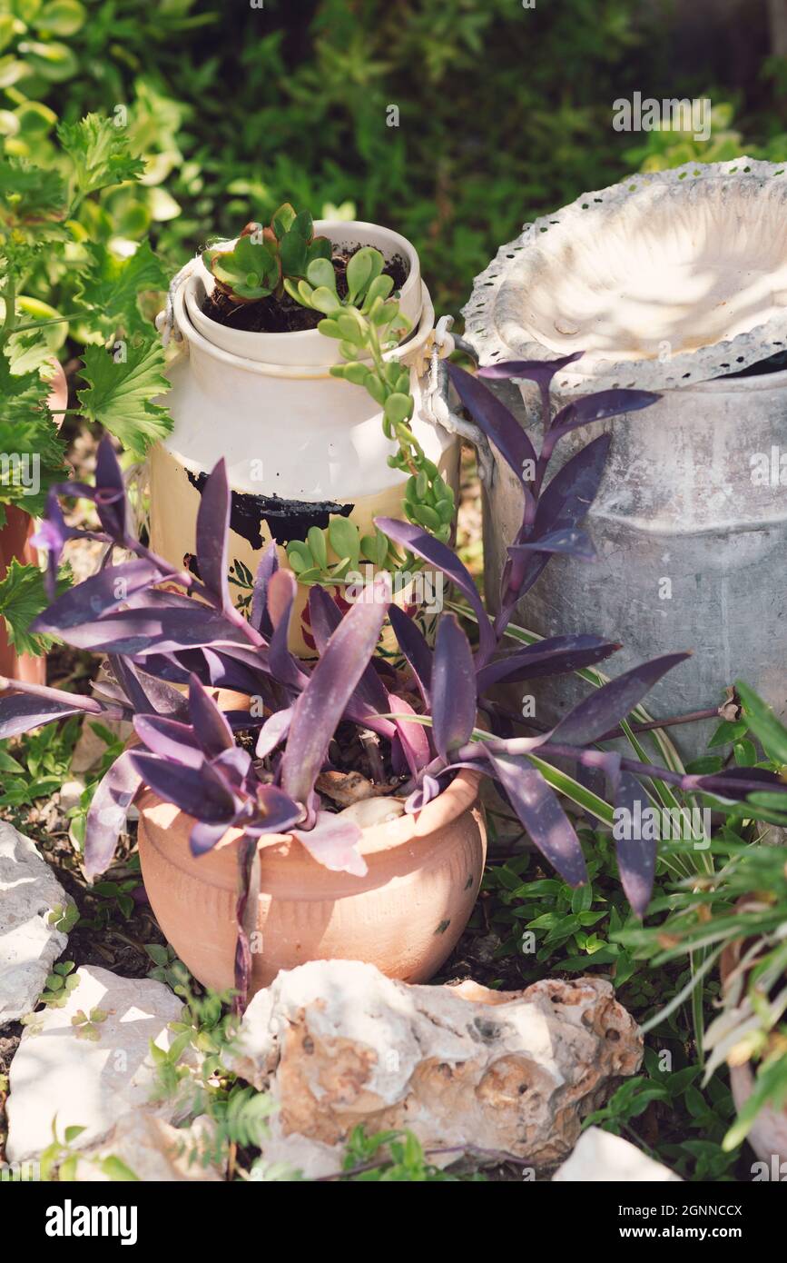 Reused planter ideas. Old cans turn into garden flower pots. Recycled