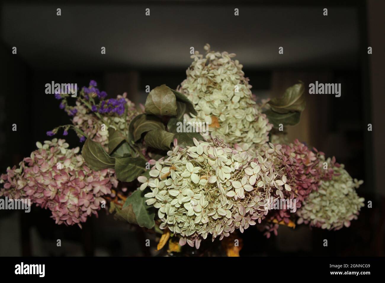 Bouquet of dry hydrangeas in a vase Stock Photo Alamy