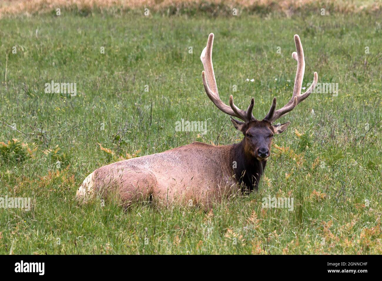 A Roosevelt elk (Cervis elaphus roosevelti) bull, with velvet still on its antlers, lies in the grasses at Prairie Creek Redwoods State Park near Oric Stock Photo