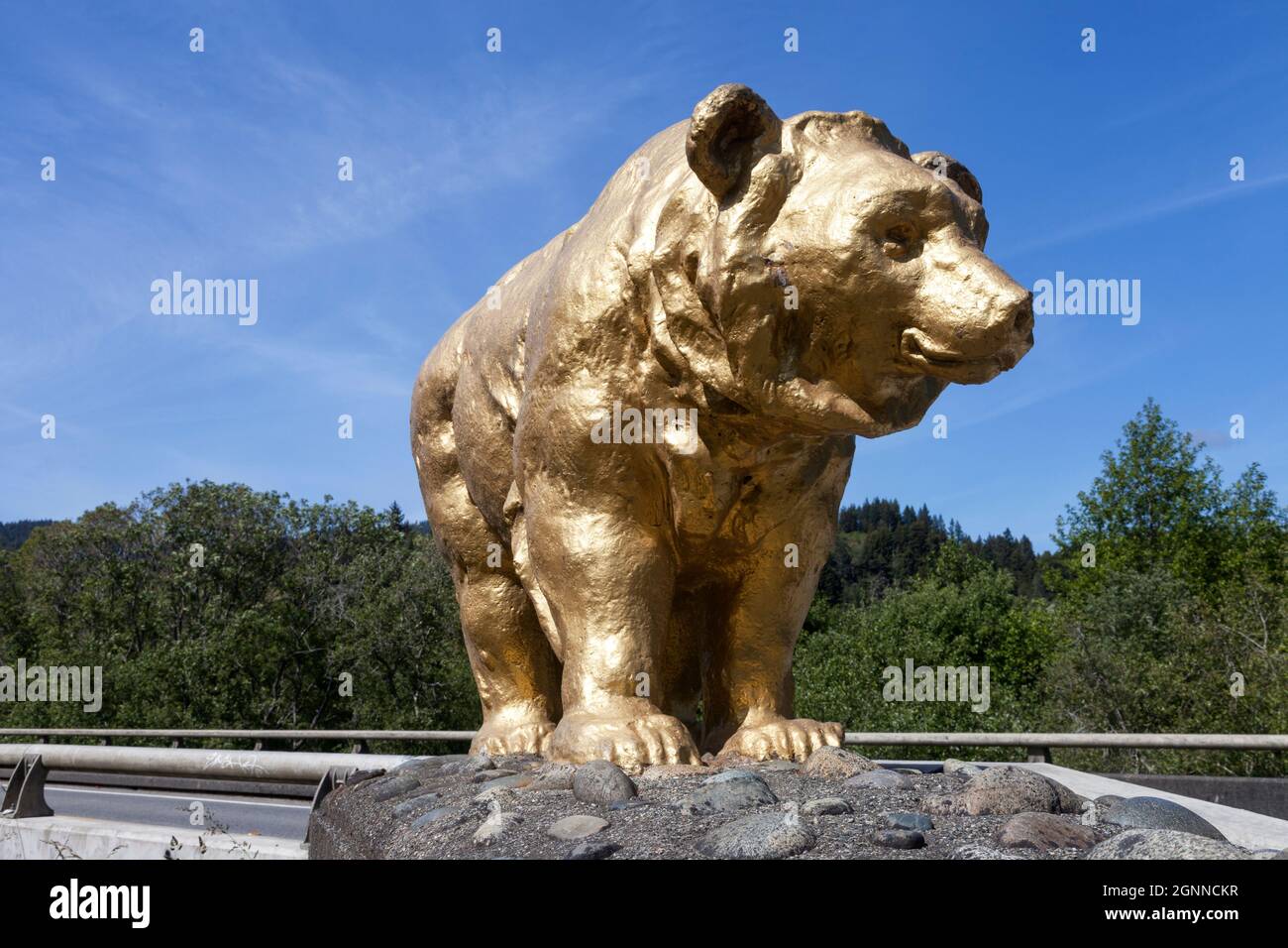 Golden grizzly bear hi-res stock photography and images - Alamy