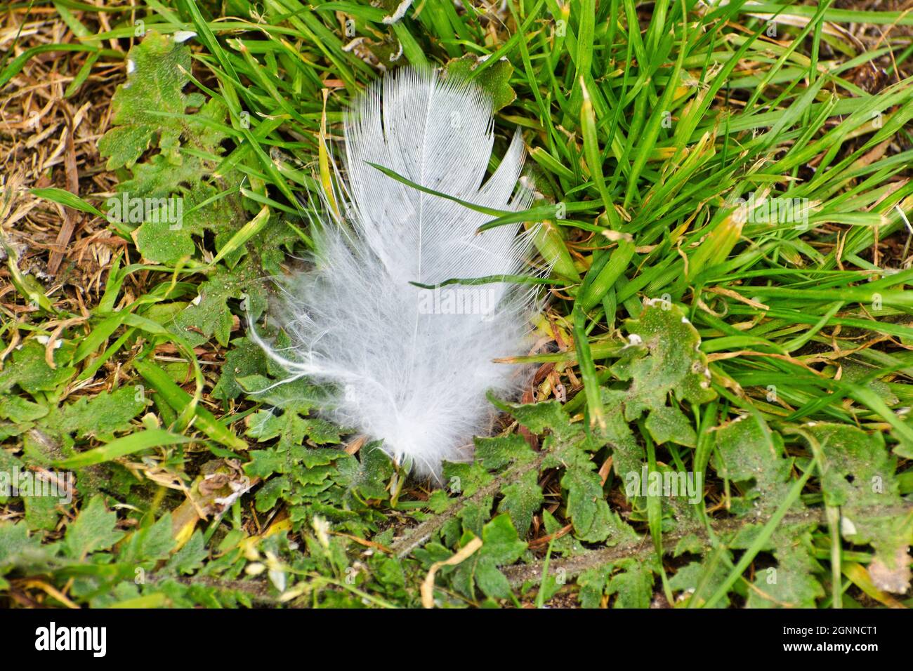 Feather Stock Photo