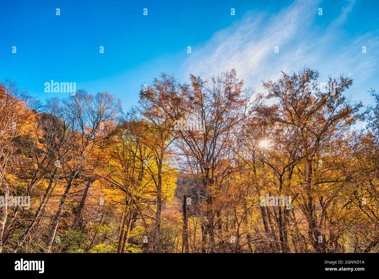 Nature landscape at Kamikochi Japan, autumn fall foliage and mountain Stock Photo