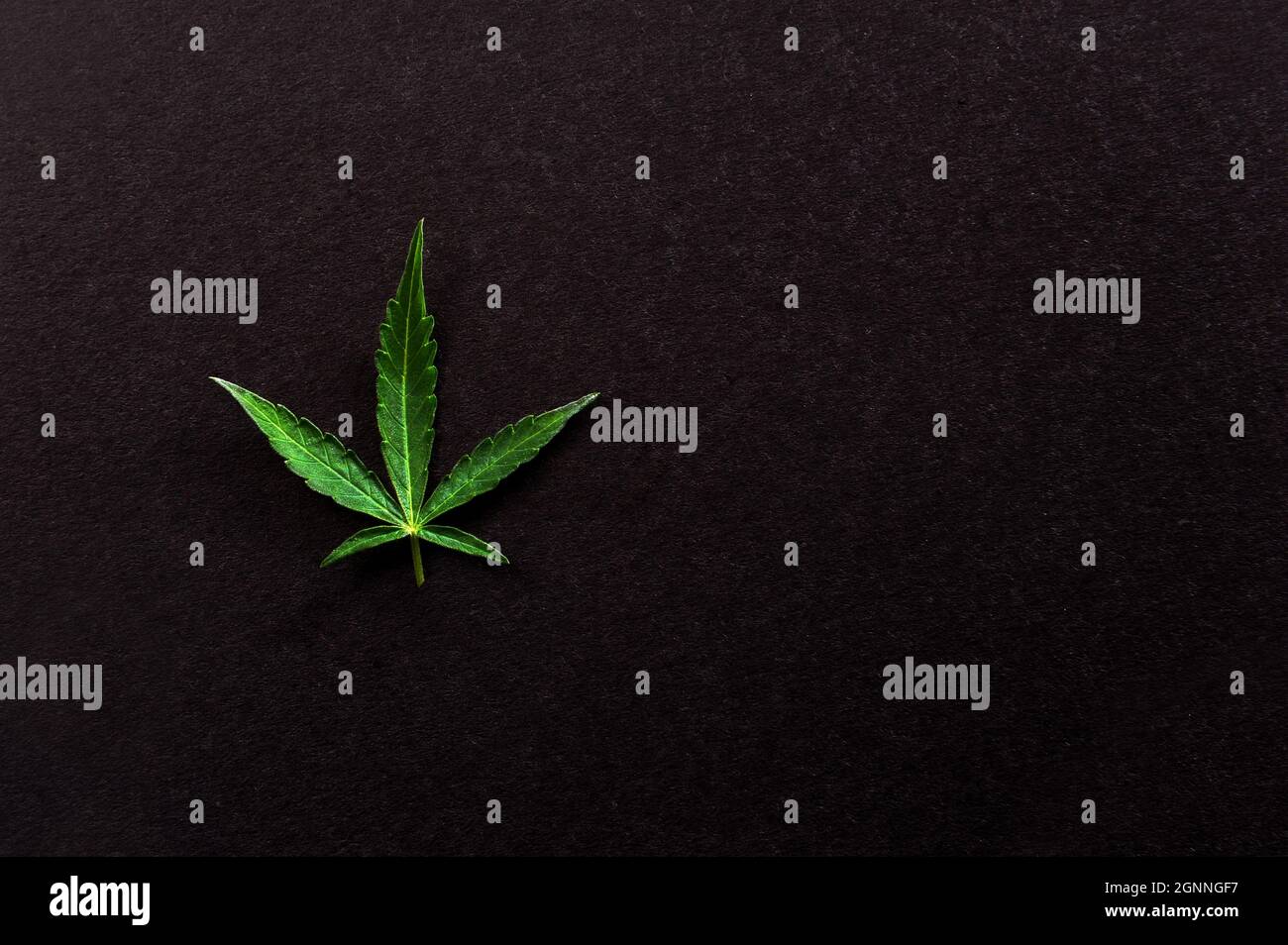 Marijuana leaf. Fresh cannabis plant on black background. Hemp recreation, medical usage. Stock Photo