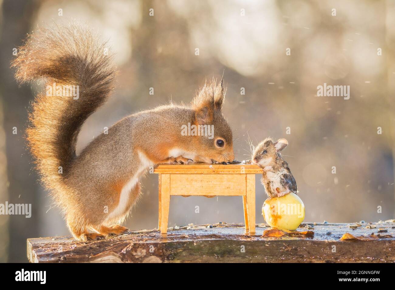 red squirrel is standing at a desk with mouse and dropping water Stock
