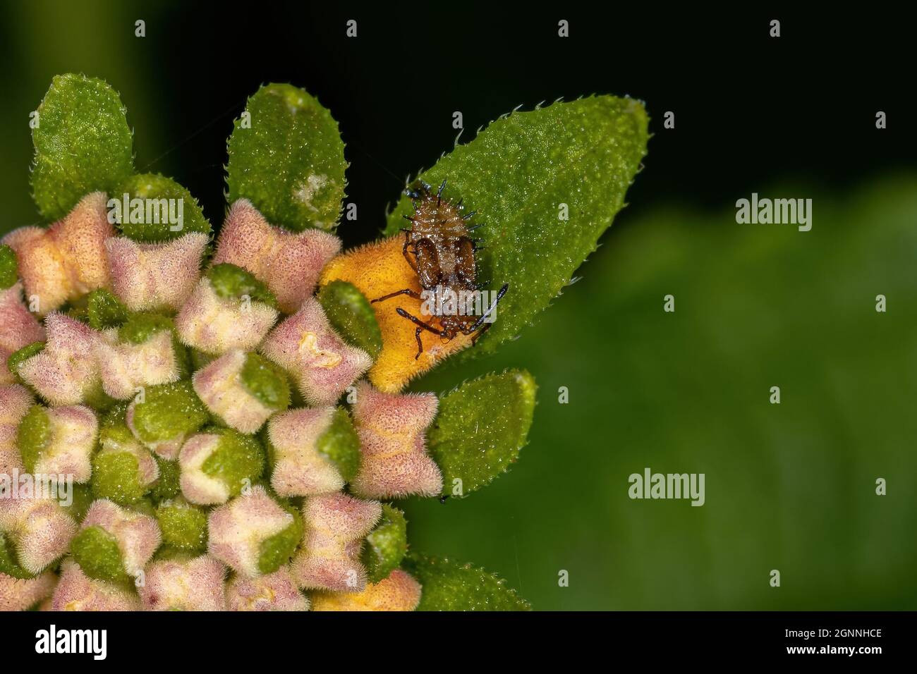 Small Lace Bug of the Family Tingidae Stock Photo
