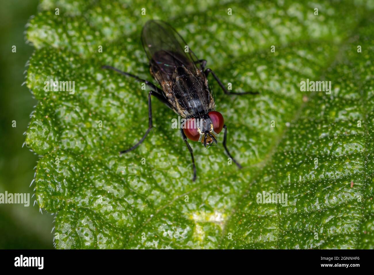 Adult Brachyceran Fly of the Suborder Brachycera Stock Photo - Alamy