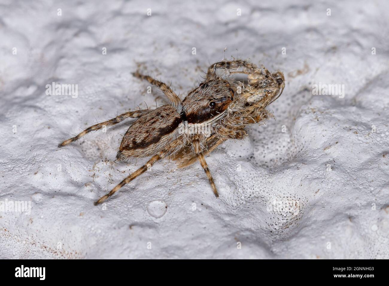 jumping spiders - Menemerus bivittatus and Plexippus paykulli