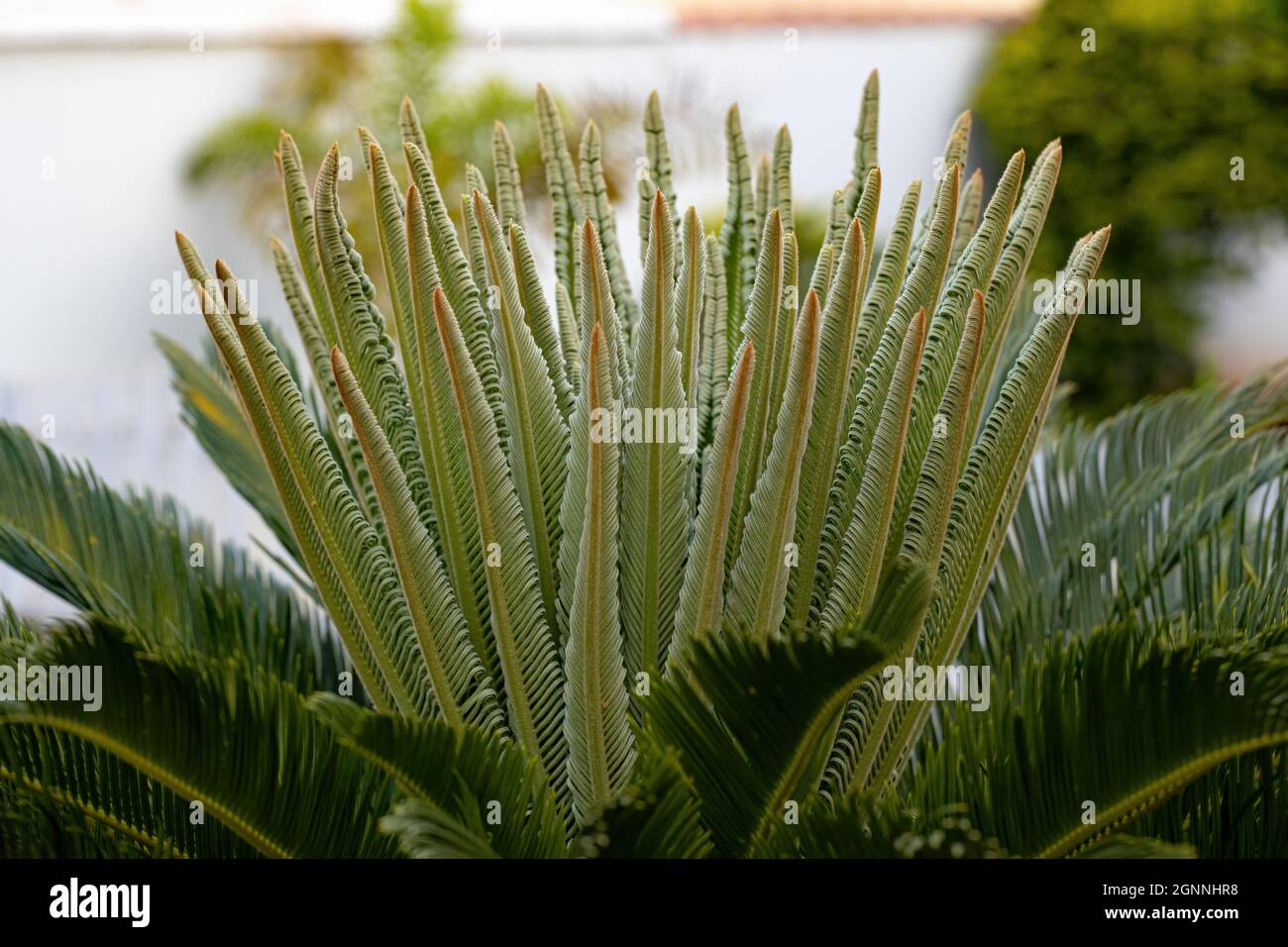 Green Cycad Plant of the Genus Cycas Stock Photo