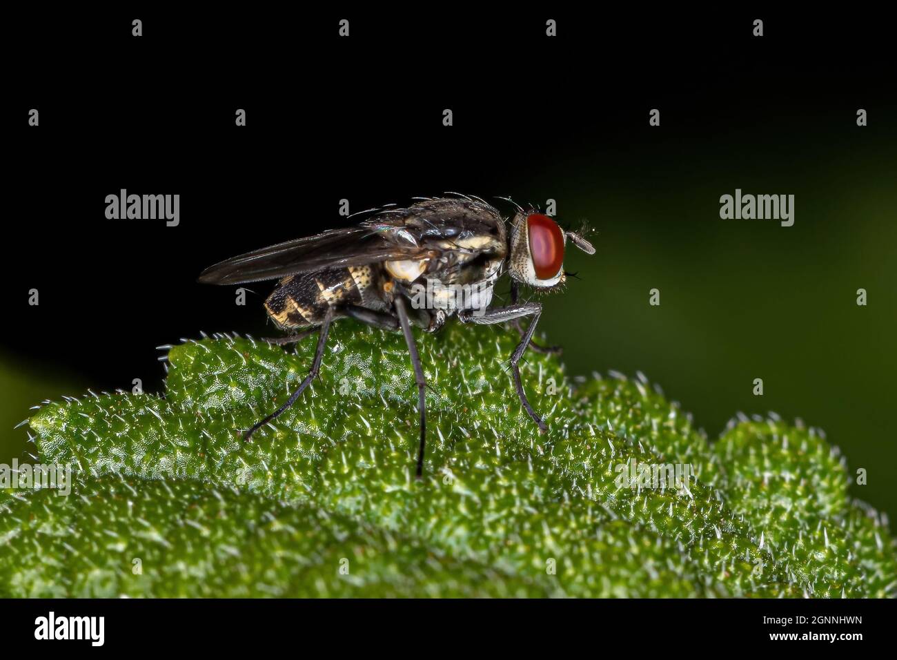 Adult Brachyceran Fly of the Suborder Brachycera Stock Photo - Alamy