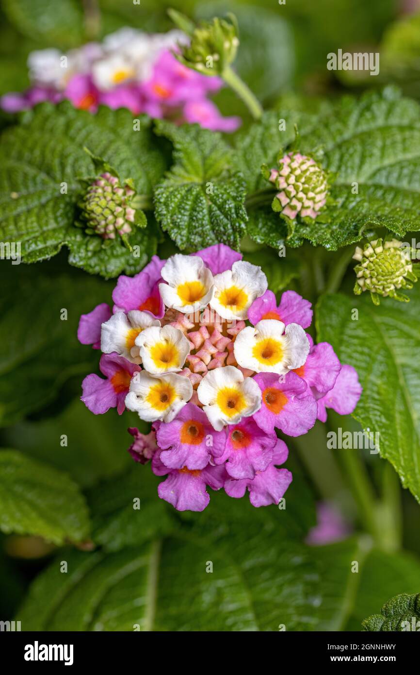 Flower of Common Lantana of the species Lantana camara with selective focus Stock Photo