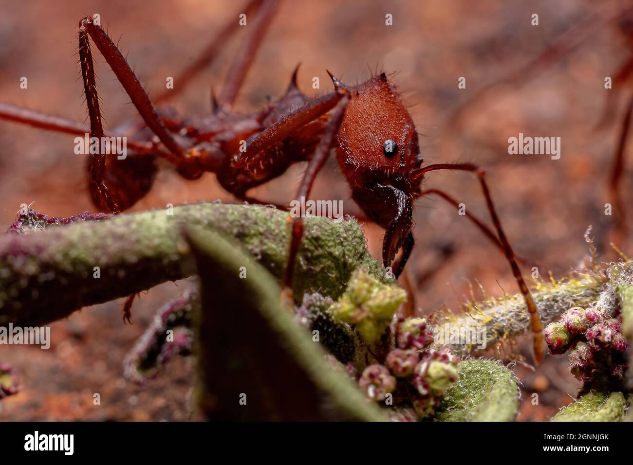 Atta cephalotes insect hi-res stock photography and images - Alamy