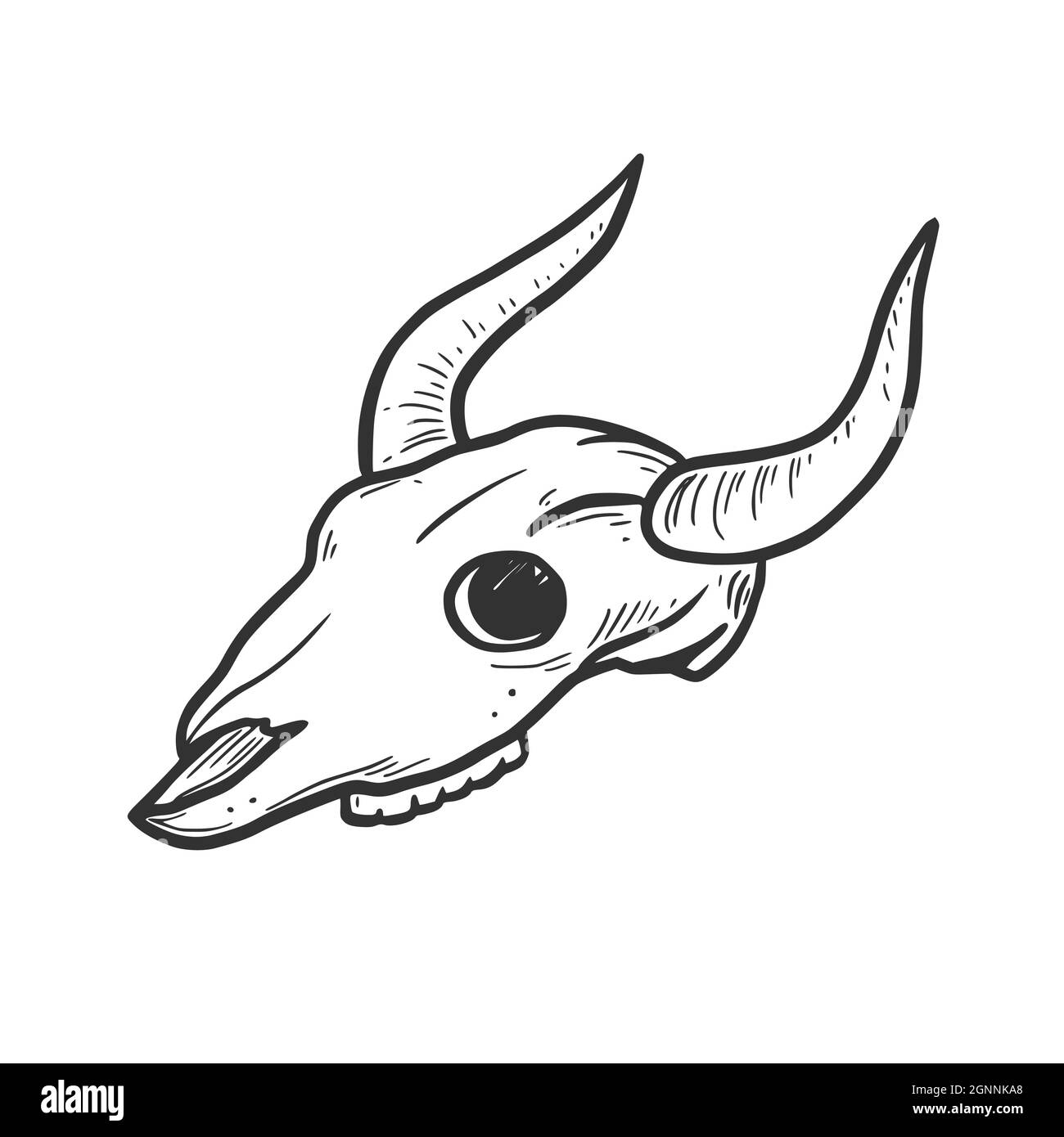 Hand drawn cow, bull skull element. Comic doodle sketch style. Cowboy, western concept icon. Isolated vector illustration. Stock Vector