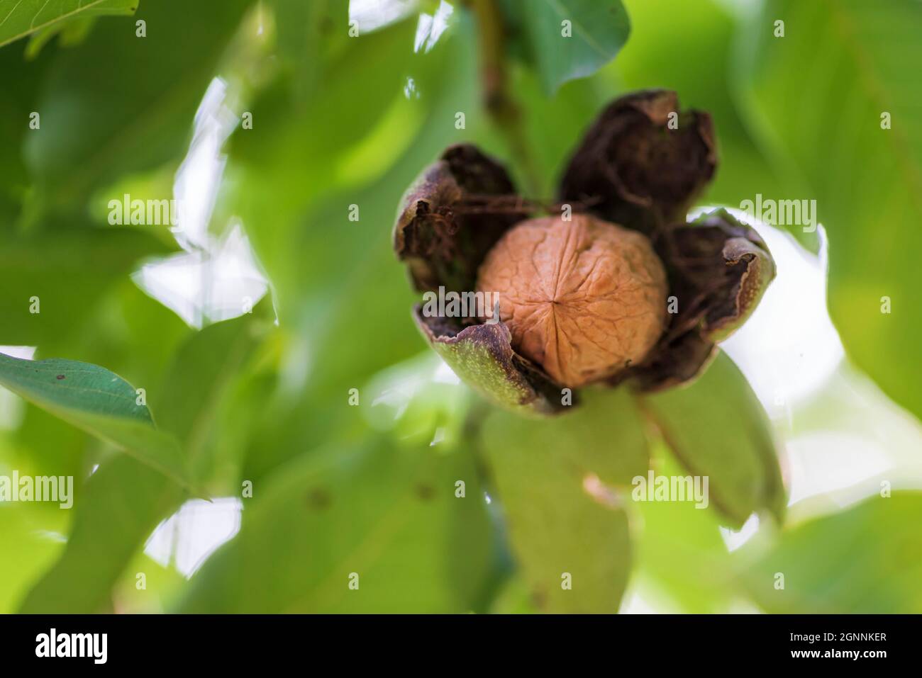 ripe walnut in open green shell on tree branch by late summer Stock Photo