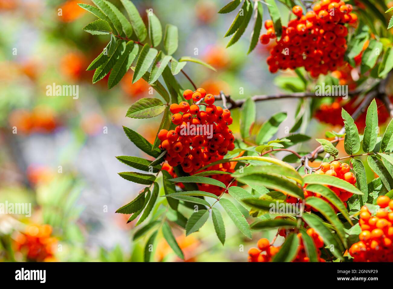Mountain rowan ash branch berries on blurred green background. Stock Photo