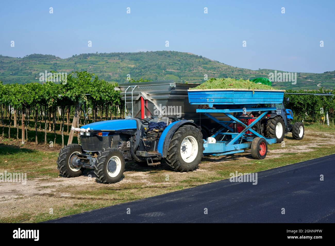 Soave (Vr) ,Italy, the harvest in a vineyard Stock Photo