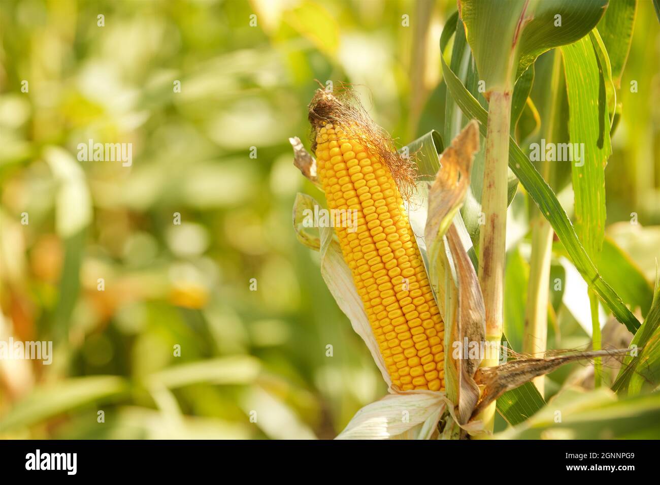 ripe corn, dries up in the field before harvest Stock Photo Alamy