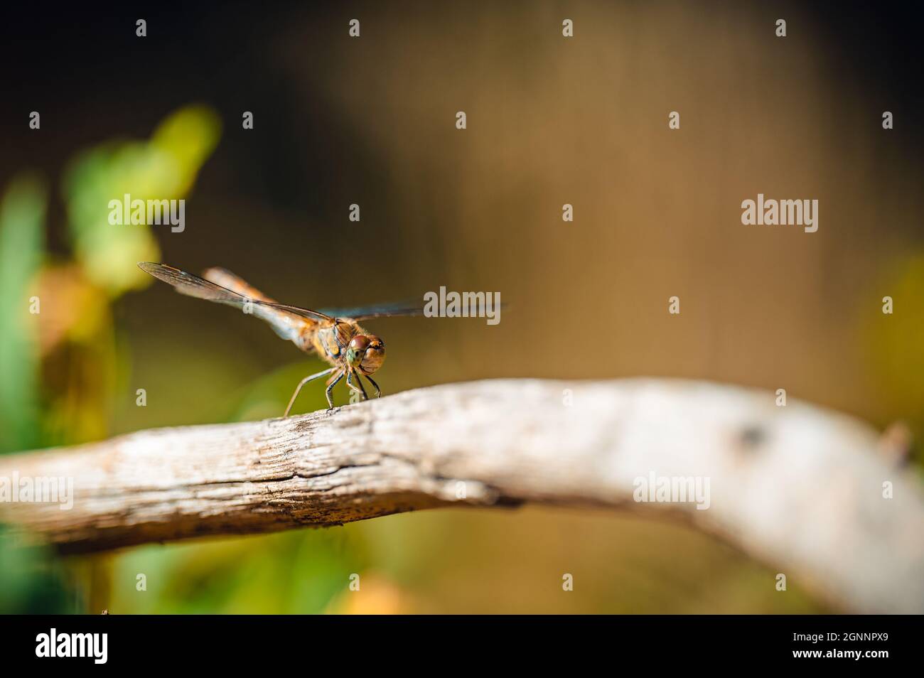 Small cute dragonfly the common darter (Sympetrum striolatum) sitting on a branch. Autumn colors on background. Stock Photo