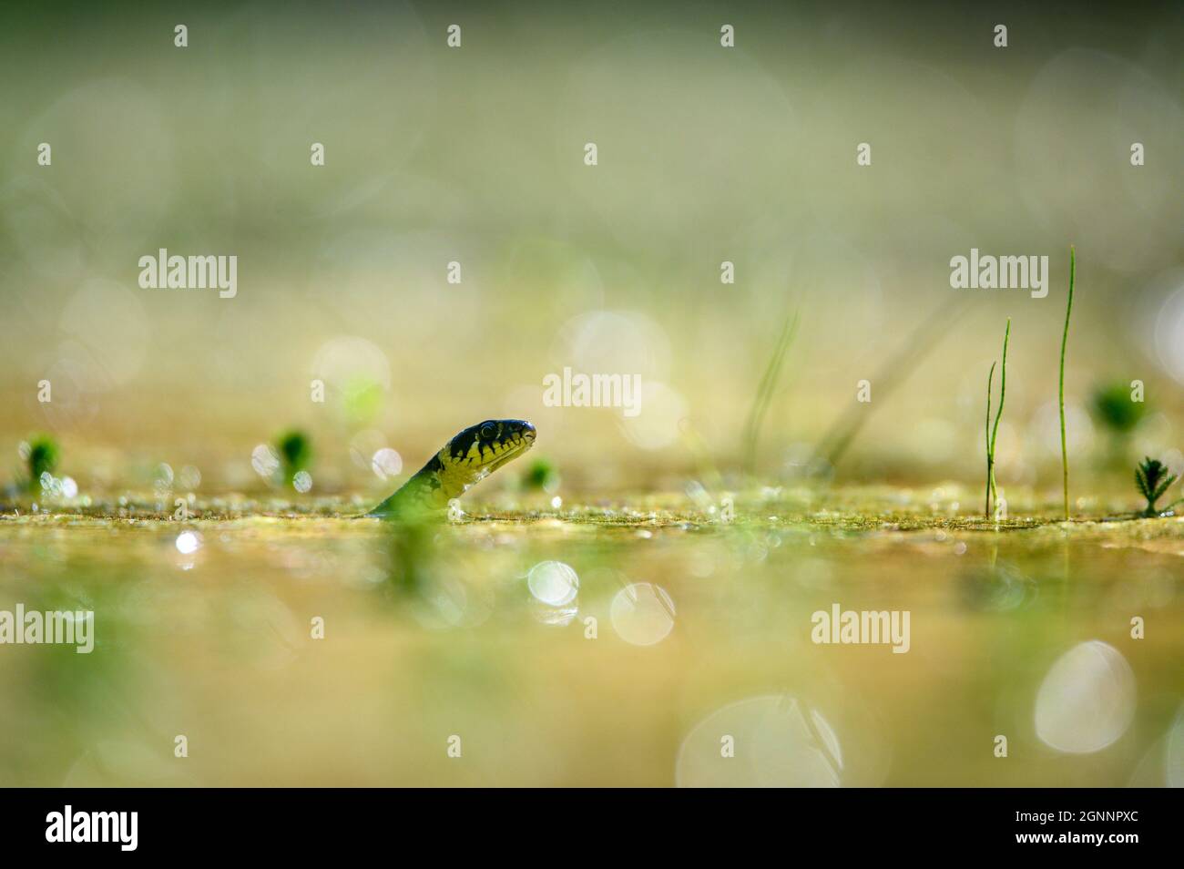 The grass snake (Natrix natrix) swimming in the water, the head above a water surface and looking for a prey. Shallow depth of field, nice bokeh with Stock Photo