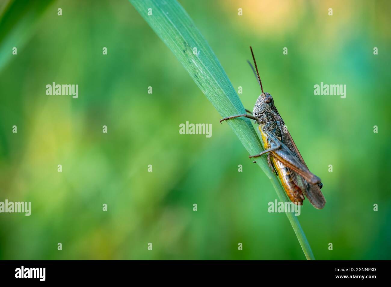 Macro shot of a brown grasshopper. Shallow depth of field. Grasshopper sitting on blade of grass. Green soft background. Stock Photo