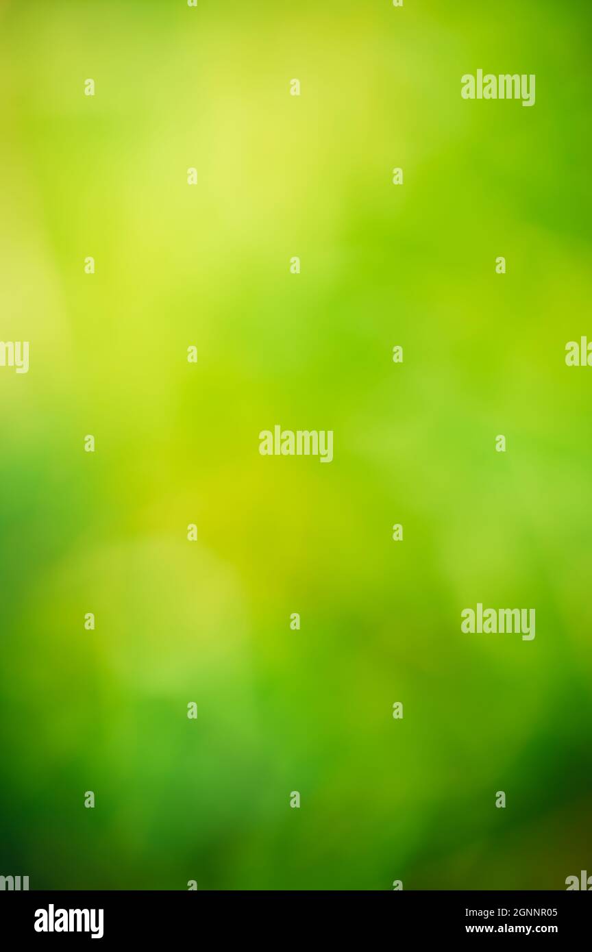 Beautiful nature abstract background with variants of green color. Stock Photo