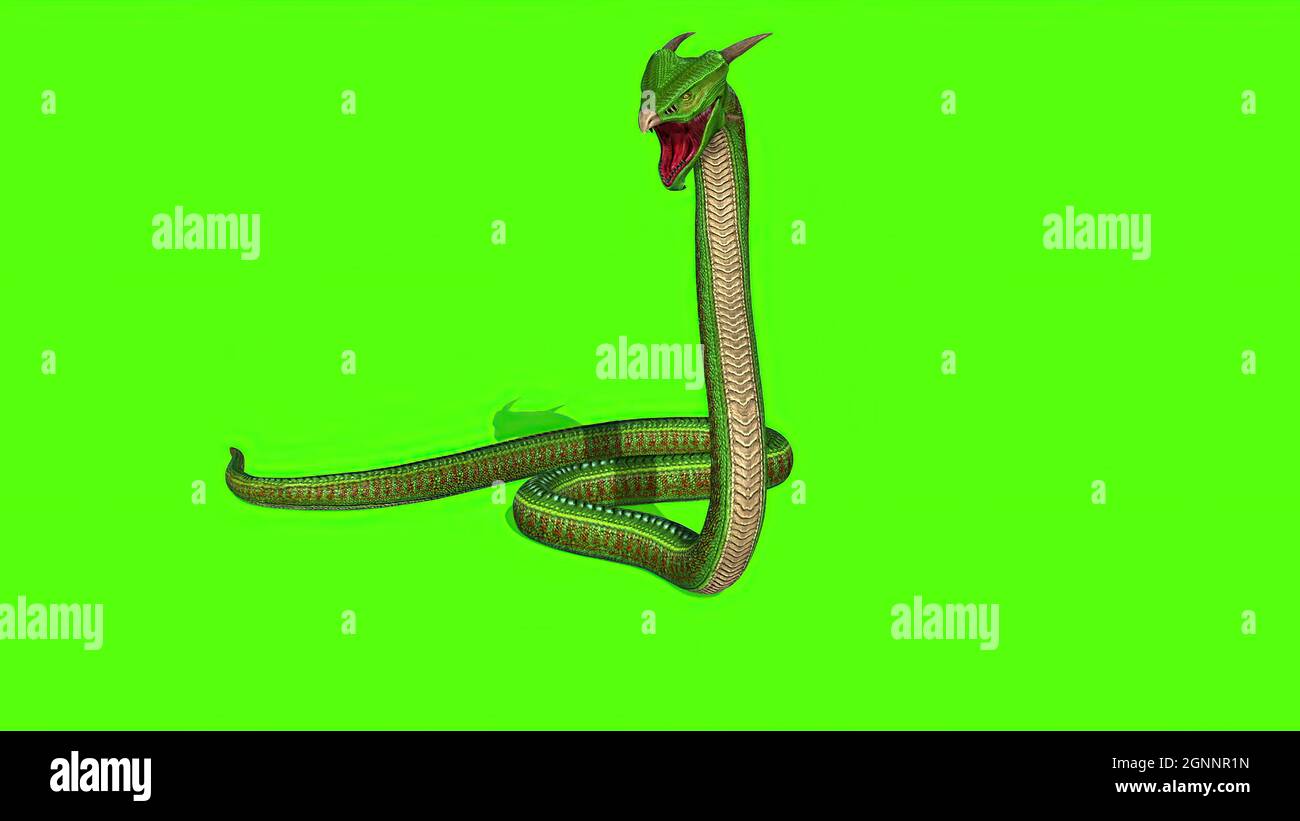 3d illustration - Snake Python on Green Screen background Stock Photo -  Alamy