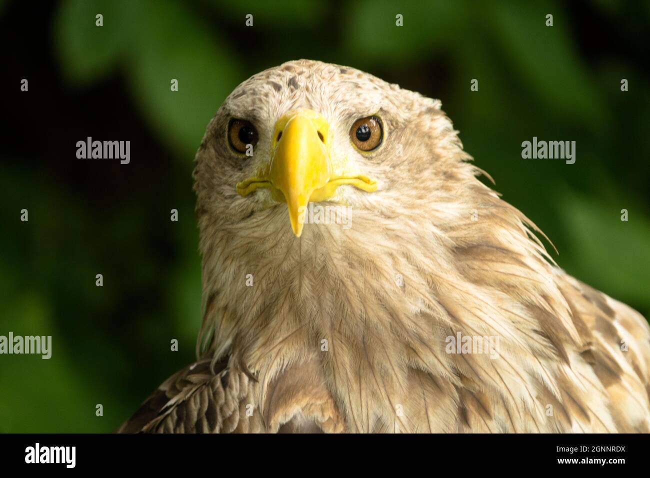 Haliaeetus albicilla Sea eagle front White-tailed eagle Stock Photo