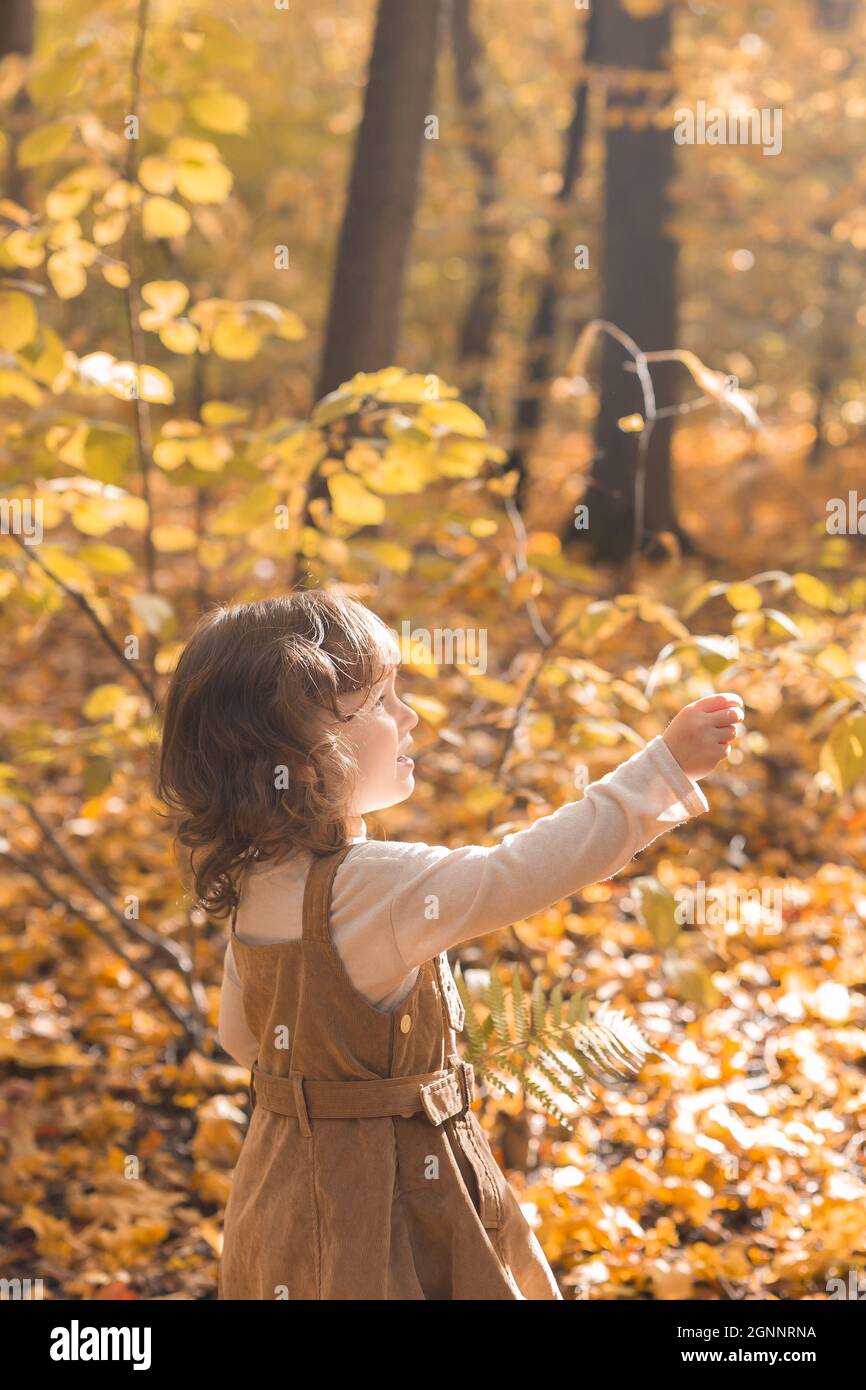Little kid girl with autumn orange leaves in a park. Lifestyle, fall ...