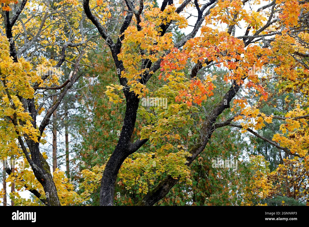 Autumnal maple tree dropping it's leaves down Stock Photo Alamy