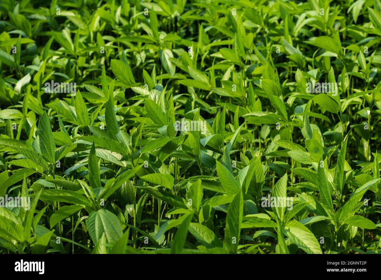 Corchorus olitorius- Tossa Jute, Jew's mallow, Nalta Jute-plant or ewedu leaf are mallow leaf, Jute leaf, Saluyot, mulukhiyah, wild okra Stock Photo