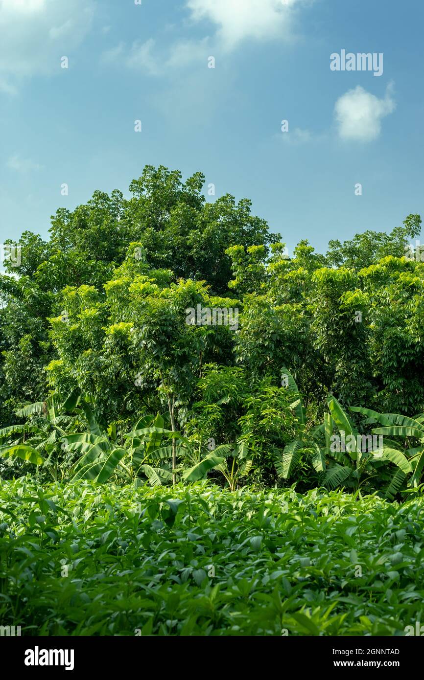 Jute Cultivation In Bangladesh Hi Res Stock Photography And Images Alamy