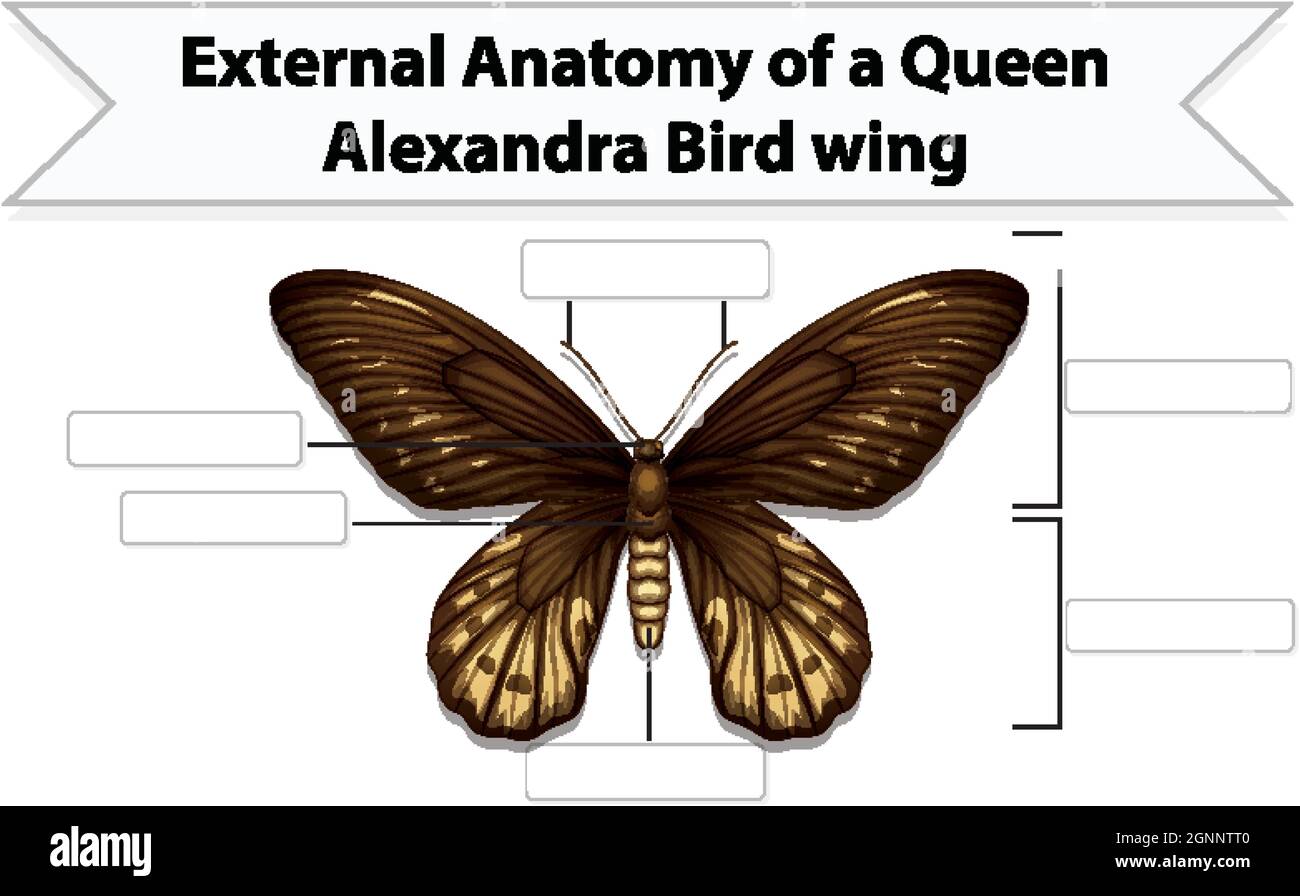 External Anatomy of a butterfly worksheet illustration Stock Vector