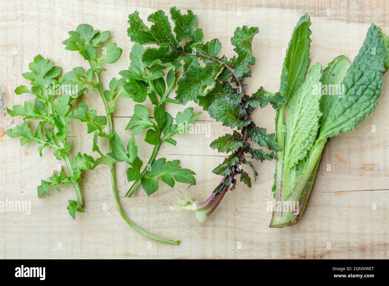 freshly picked wild edible spontaneous herbs Stock Photo