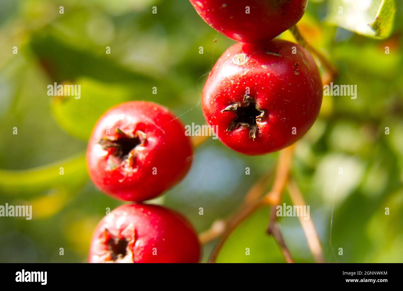 Macro close-up of haws (hawthorn berries, Crataegus) growing in a hedgerow Stock Photo