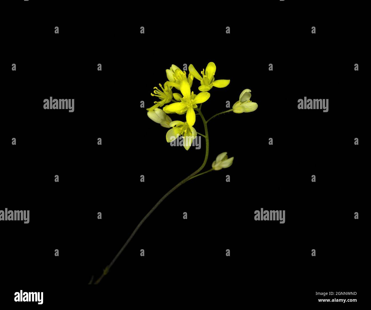 Biscutella laevigata, the buckler mustard, is a species of flowering plant in the family Brassicaceae, studio shot, black background Stock Photo
