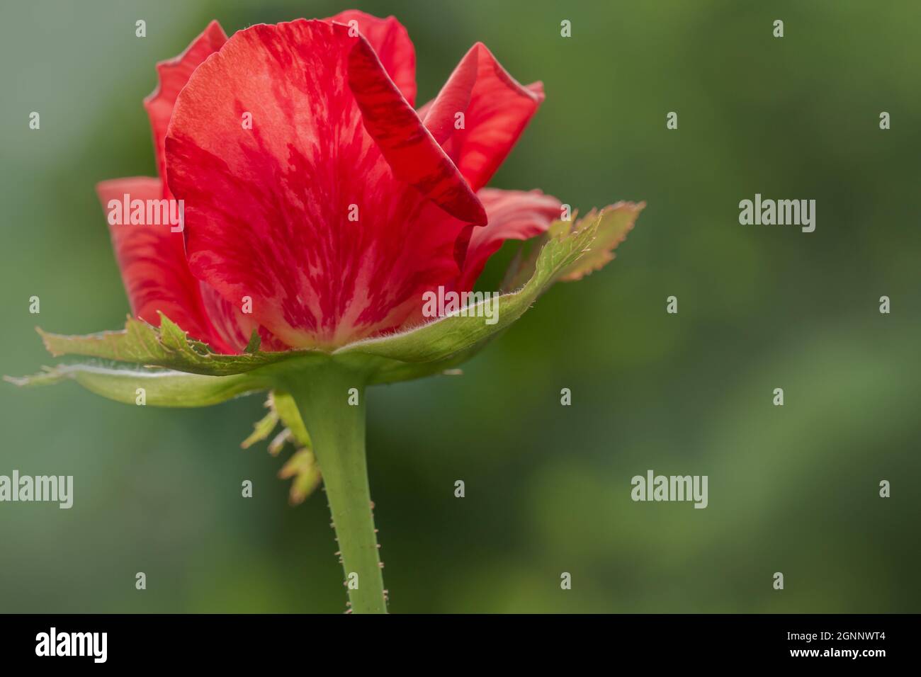 A red rose with its petals streaked with dark colours Stock Photo - Alamy