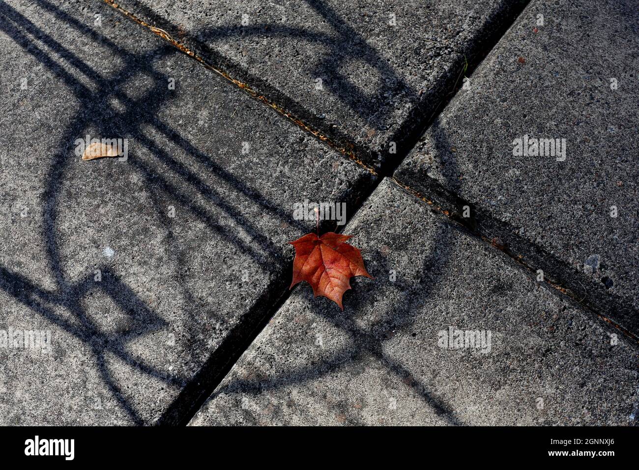 A dropped maple leaf on pavement between some shadows Stock Photo