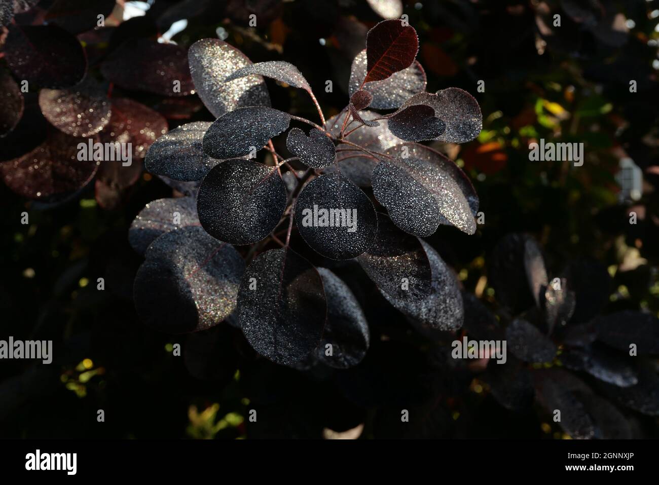 Dark red dew covered continus or smoke bush in morning sun. High quality photo Stock Photo