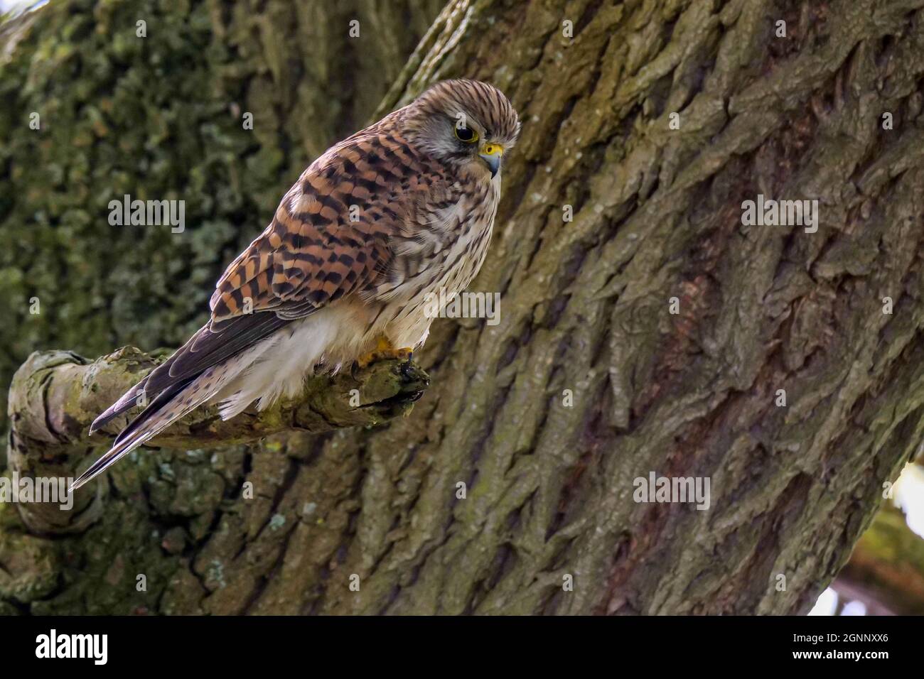 Kestrel Falco tinnunculus perched on tree limb Stock Photo