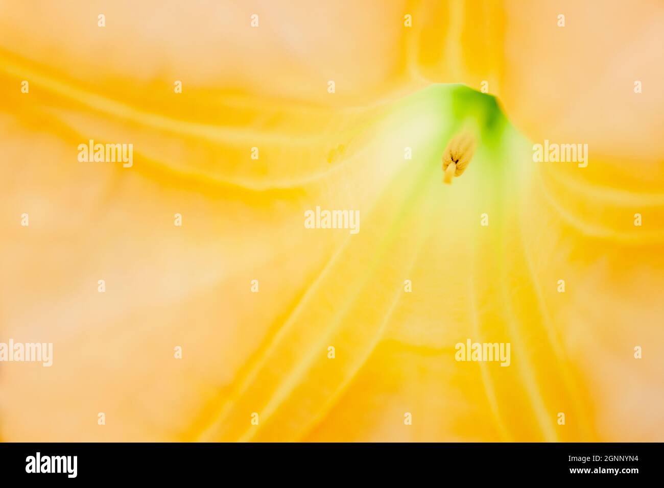 Inside a yellow Brugmansia Sanguinea or angel's Trumpet, creating an abstract floral image. High quality photo Stock Photo