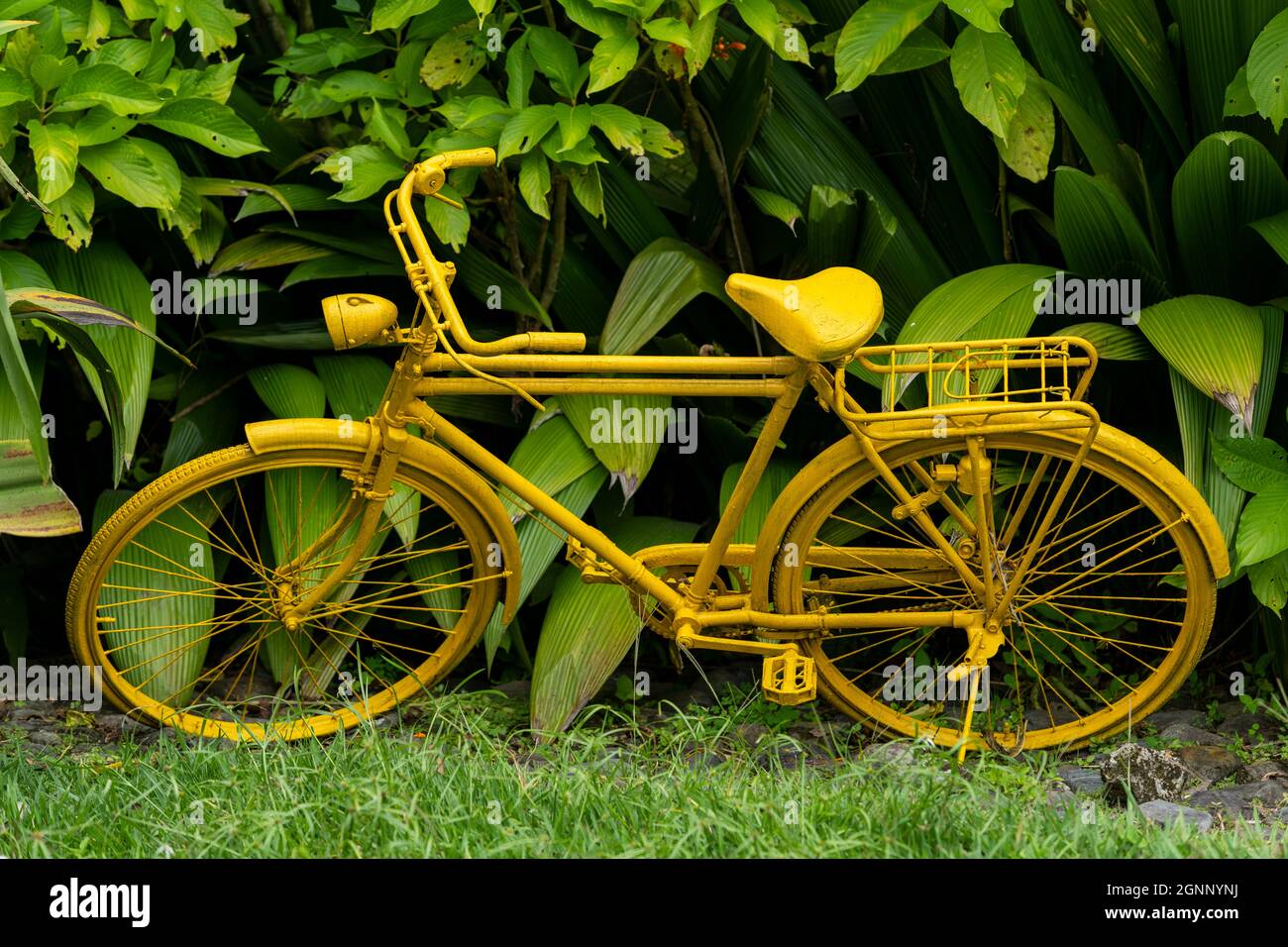 Yellow vintage bicycle in tropical garden Stock Photo