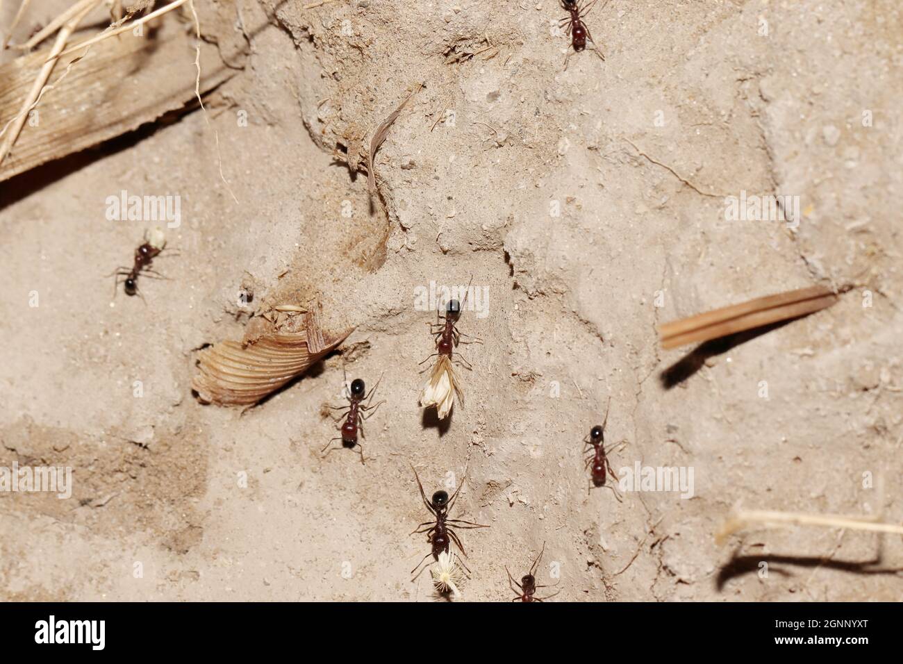 Closeup of Ants carrying wheat seeds from the field Stock Photo Alamy