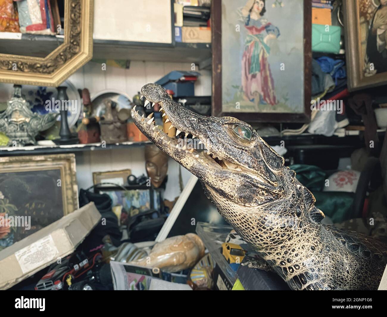 Crocodile stuffed hi res stock photography and images Alamy