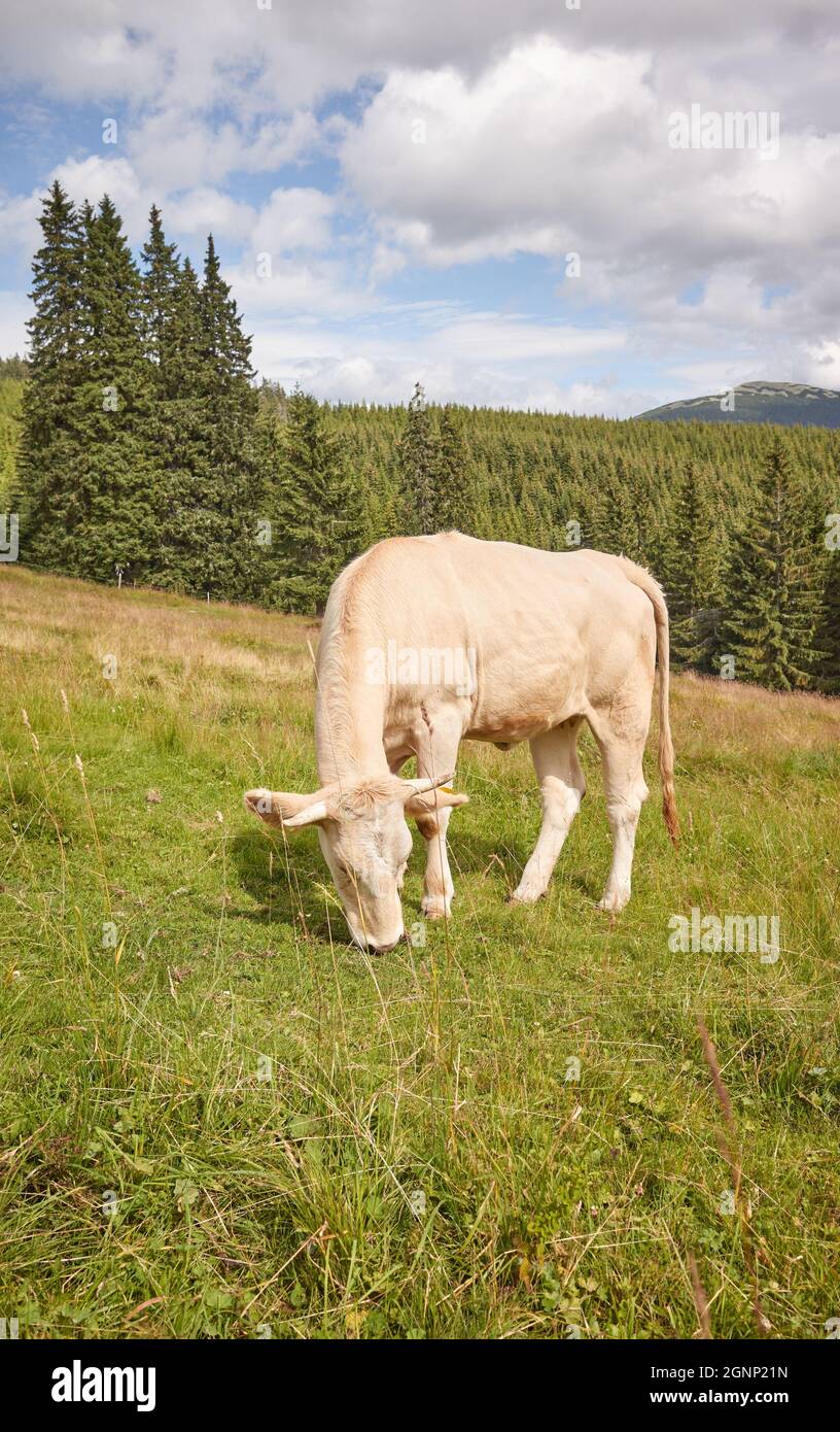 Rural landscape with a cow hi-res stock photography and images - Alamy