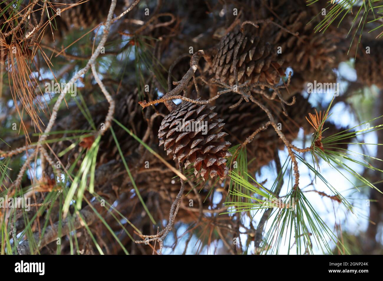 Pine branch with needles and old cones Stock Photo - Alamy